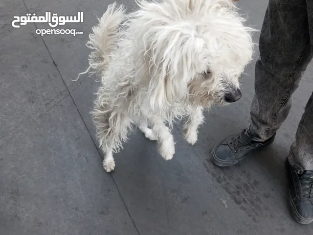 كلب للبيع في عمان