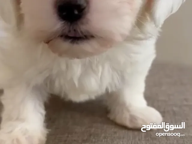 جرو مالتيز 55 يوم العمر بيور اصلي