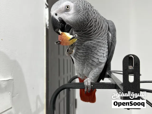 بغبغاء كاسكو أليف  عمرو أربع سنين