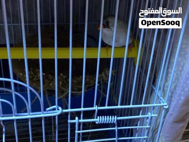 finches with cage