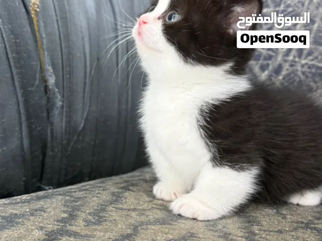 القط القزم منشكن الوان نادره لف صوره