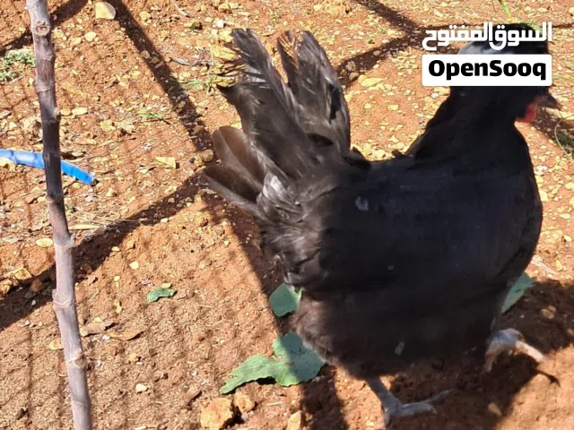جاج للبيع نوادر فرخ ذيبه