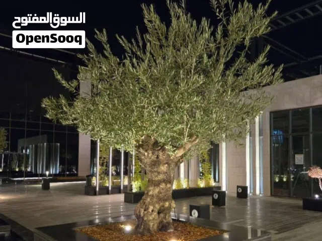 أشجار زيتون معمر ومفرع زينه