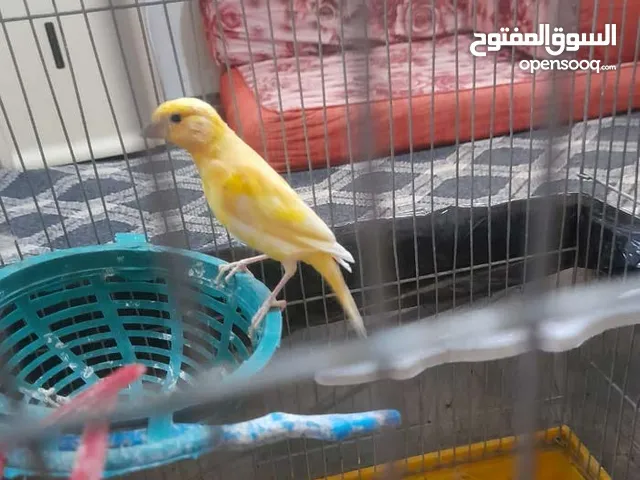 صلات النبي كوم كنار للبيع صحه ونضافه والوان بجنن