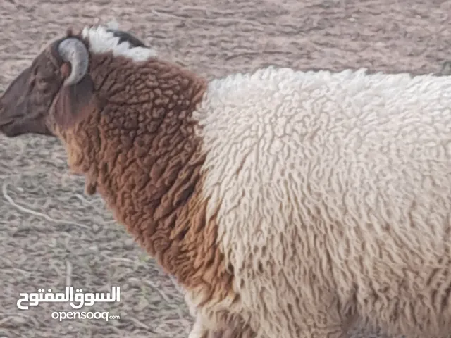 خروف وطنى للبيع، تاجوراء