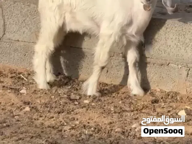 حلال للبيع