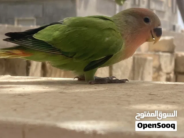 عصفور بركاديلو للبيع
