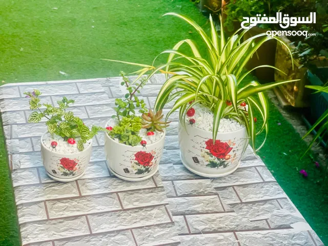 توزيعات للمناسبات والهدايا وقواوير زينة داخل المنزل