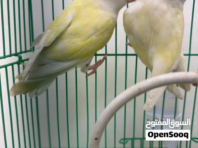 طيور روز للبيع