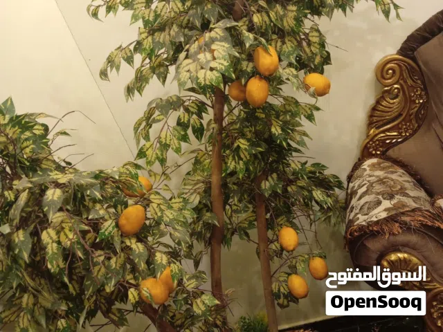 شجرة ليمون حجم كبير مميزة جداا للبيع