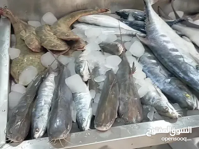 for sale fish
