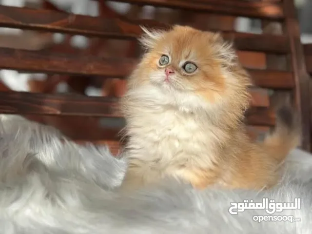 مطلوب قطه كما موضح بلصوره نفس الشكل والون عمر اقل من شهرين..........................................