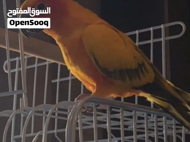 ببغاء الصن كنيور.