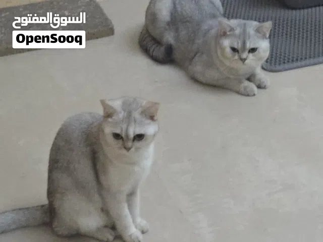 بريتيش شورت هير British short hair