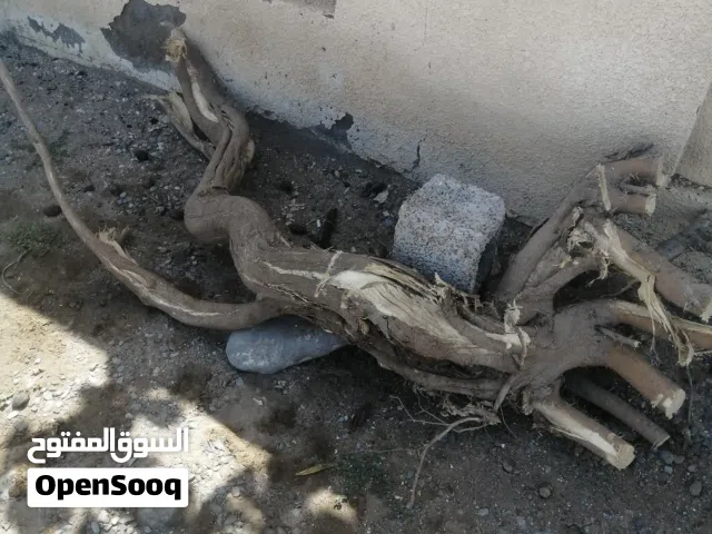 للبيع حطب السمر