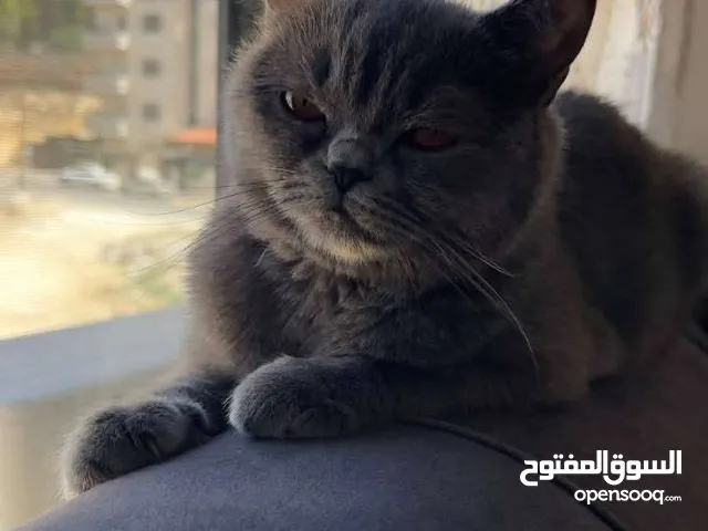 قط برتش ذكر بجنن واليف جدا للبيع