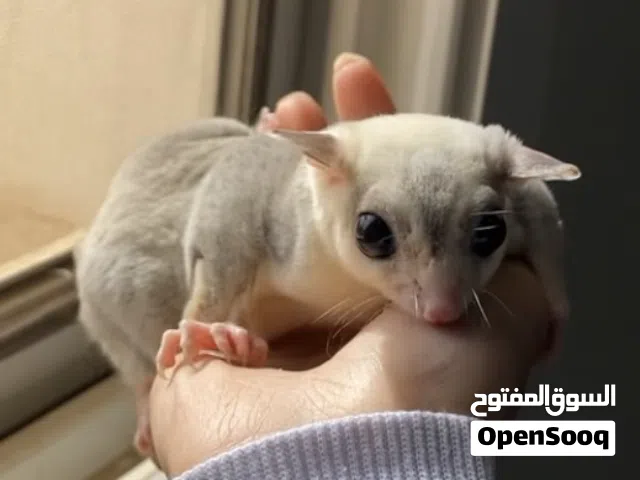 لمحبي النوادر ازواج شوقر قلايدر ( السنجاب الطائر)