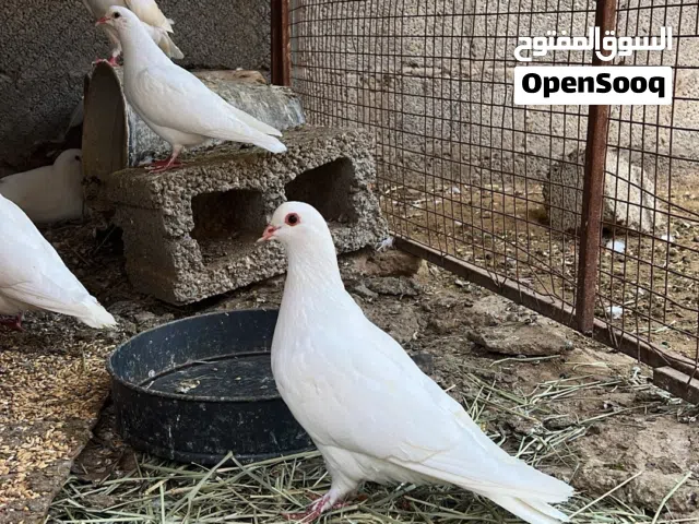 حمام فرنسي