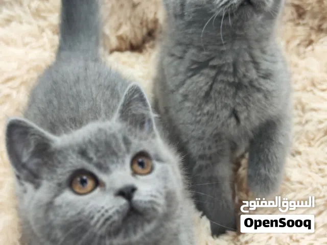 قطط بريتش بيور اناث العمر 70 يوم اعلى مستوى واعلى فئه شامل فل بكج فقط 90