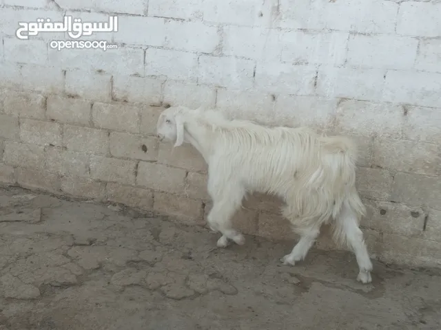 تيس ابيض حليب ......