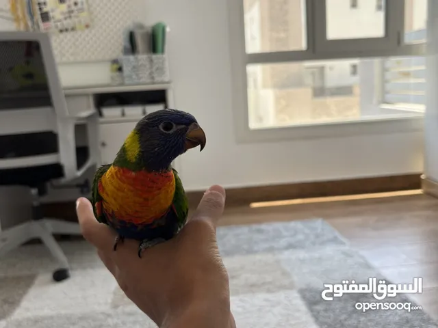 طير لوري للبيع بدايه طيران نظيف جدا