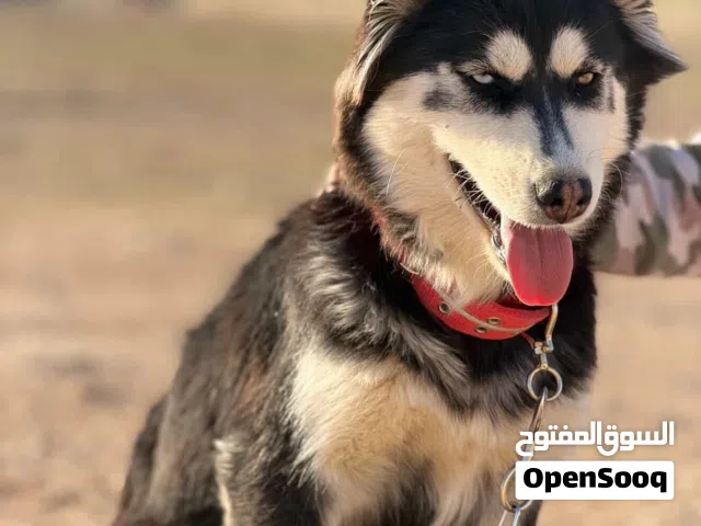 انثى هاسكي مميز