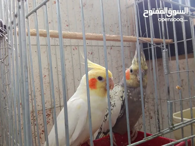 طيور كوكتيل لاتينو وازبيل تحتهم فراخ وجوز كوكتيل حبشي جاهزات عمرهم سنه ونصف بدون قفص