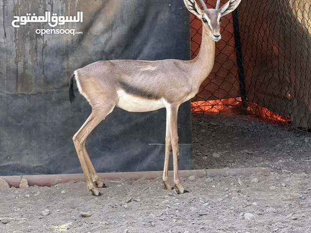 للبيع انثى ديماني عشار