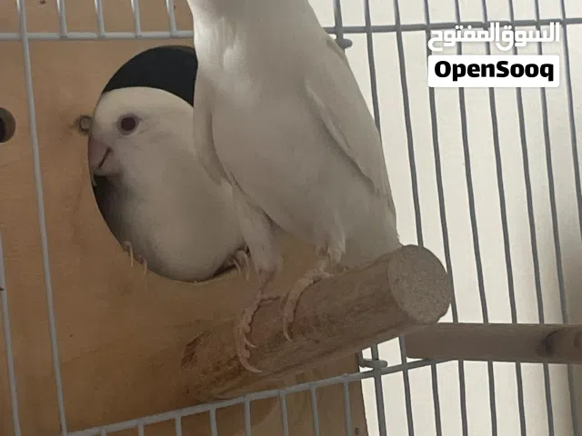 جوز روز البينو صافي عيون حمر منتج وا جاهز لا انتاج فيه بطنه بيض