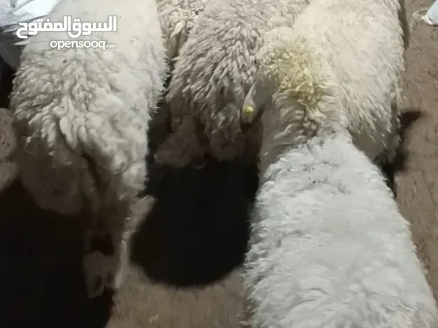 Naimi sheep for sale
