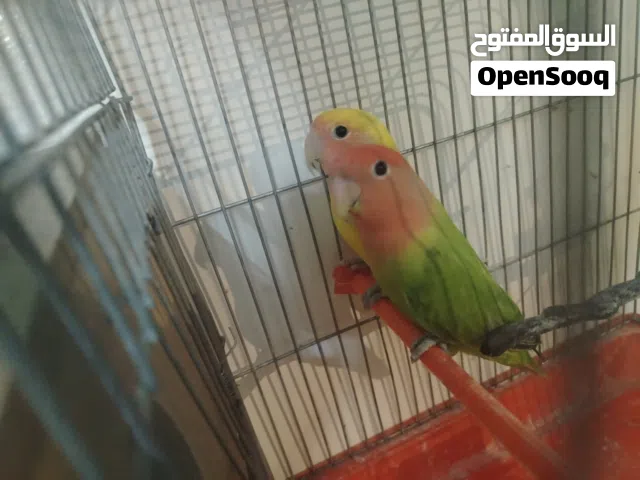 جوز روز صلات النبي عليهن مع كامل اغراضهن(23د)
