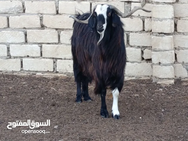 جدي للبييع