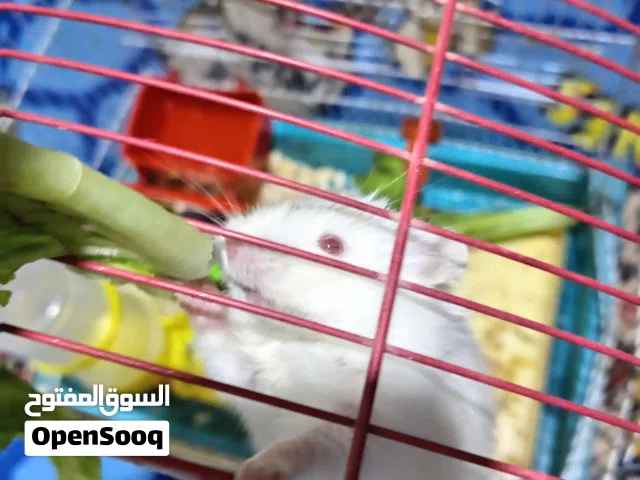 هامستر روسي