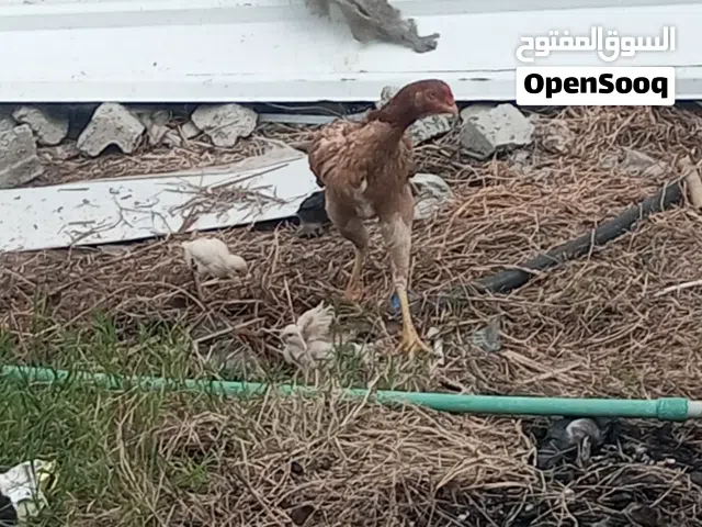 دجاجه هراتي مع 3 افراخ 1 بالوني 2 عرب ورد الباكله للبيع