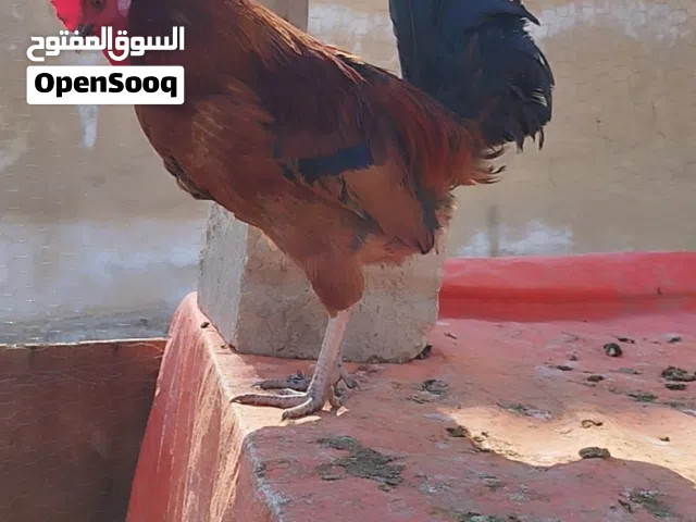 ديوك بلدي  اعمار مختلفه