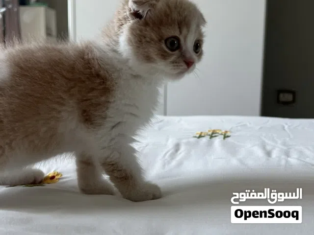 سكوتش فولد للبيع