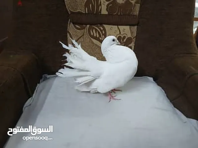 جواز حمام هزاز للبيع