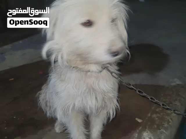 كلب مالتيز للبيع