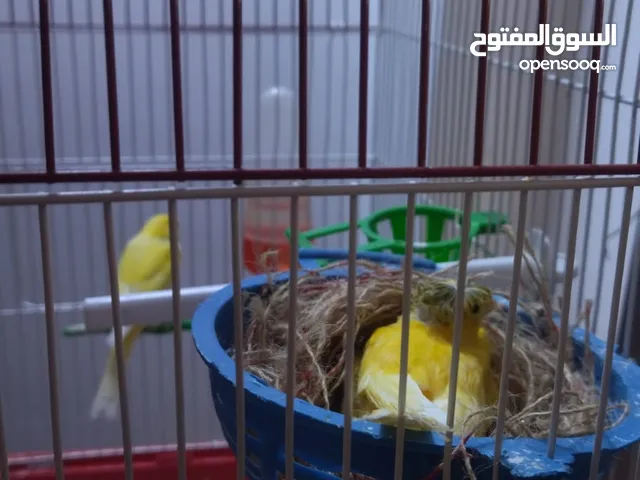 جوز كنار للبيع