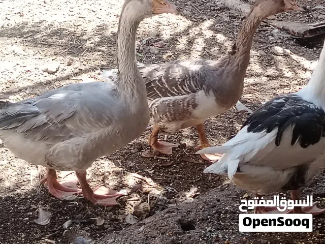 بطوط اربعه 3 نثايه وفحل صحه خير من الله خشونه فول