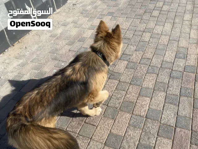 كلب الاسكا ع جيرمن العمر اقل من سنه لعوب وما بعظ ونضيف وماخذ مطاعيم