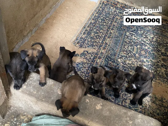 جراو مالينوااا