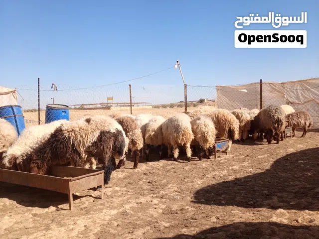 خرفان و عبر اعمار فوق 7 شهور
