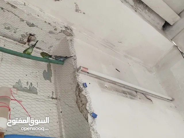 جوز حب دايت شغلهن خمس دنانير
