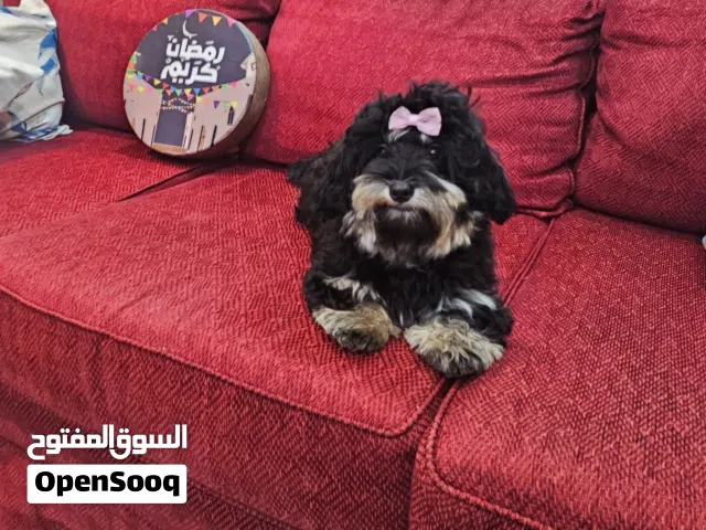 maltipoo مالتيبو