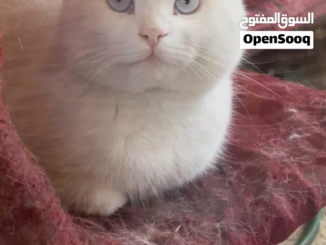 قطط للتبني مال بيت كلش حلوات