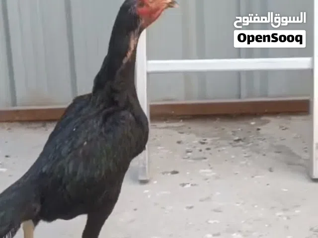 دجاجه هراتي مستورد الوصف مهم