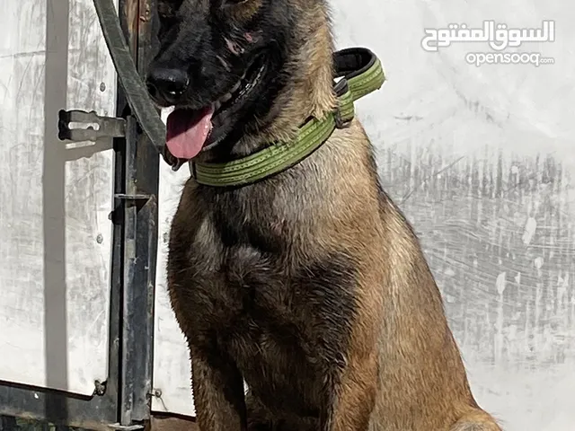 انثى مالينو خط دم اول صيربي