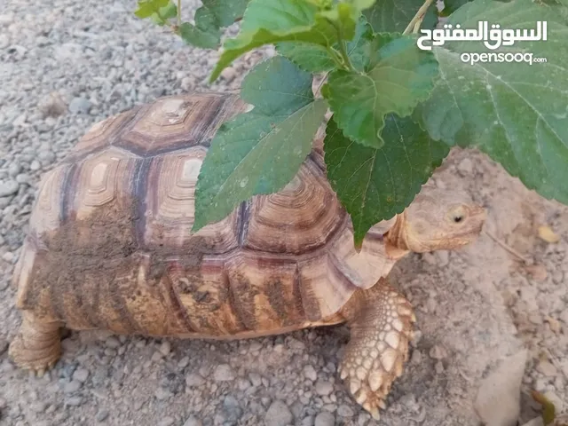 سلاحف سولكاتا العمر 4 سنوات ونص