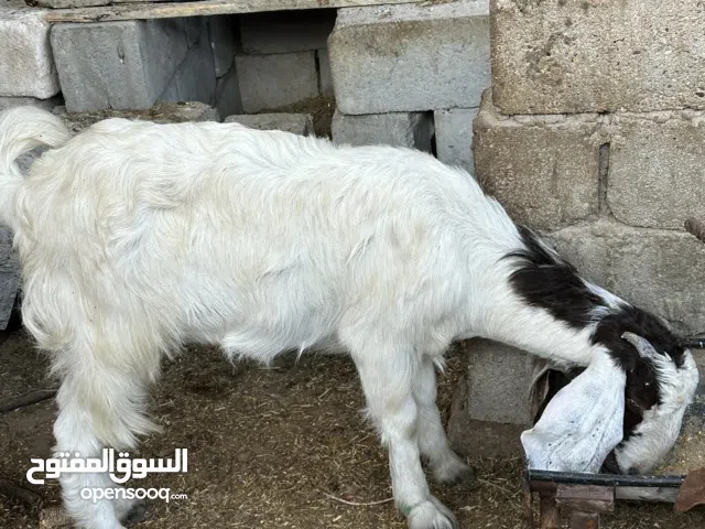 صخله للبيع اقرا الوصف